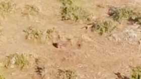 Leopard Video