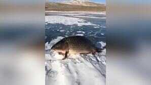 Fish Video