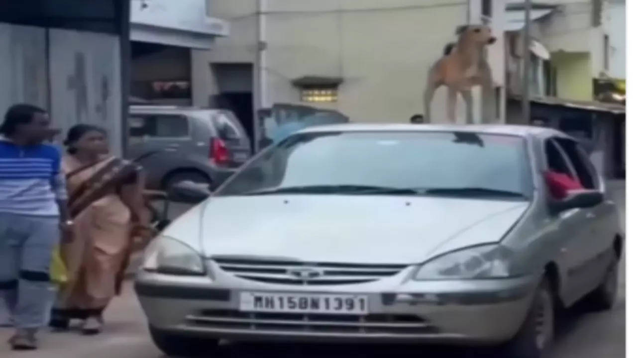 Dog Ka Video