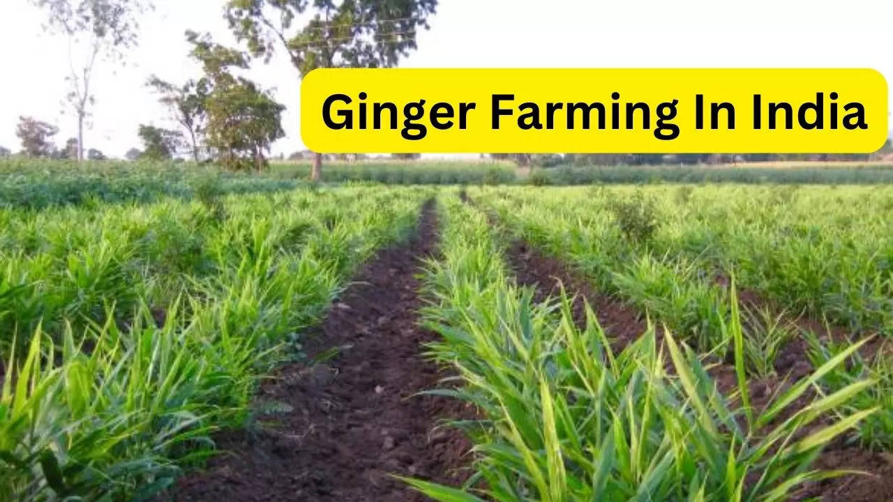 Ginger Farming In India