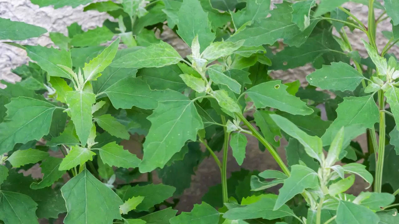 bathua leaves