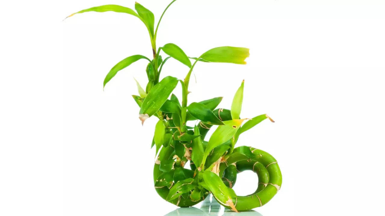 Feng Shui Tips for Bamboo Plant.