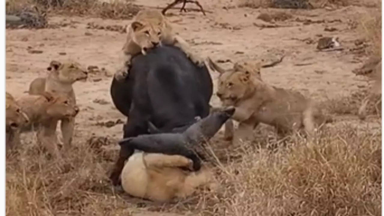 Lioness Buffalo Video