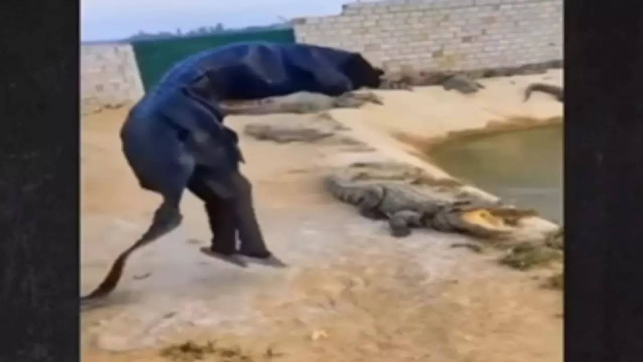 Crocodile Viral Video