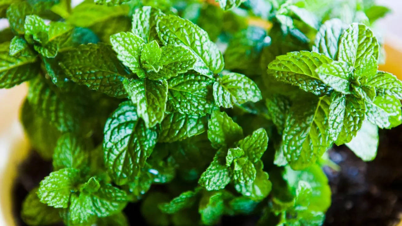 mint leaves for skin.