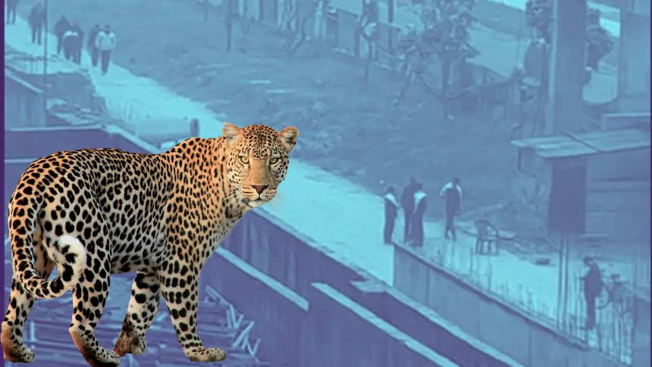 Leopard in Greater Noida West