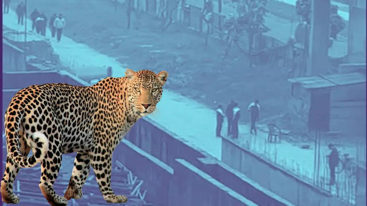 Greater Noida News Alert issued for leopard sighting in Greater Noida
