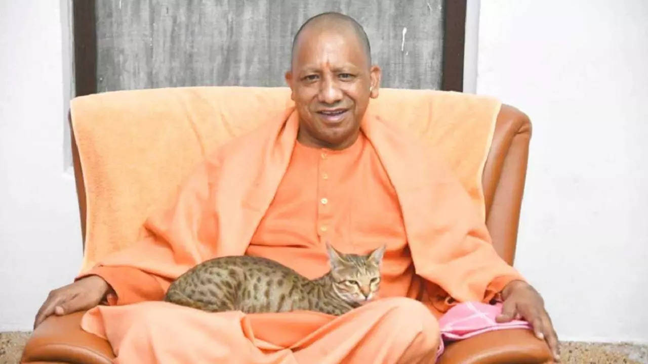 Yogi Adityanath cat