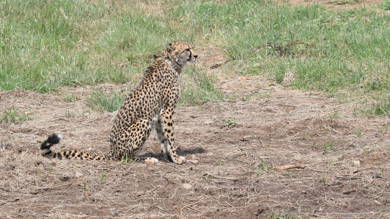 cheetahs in india