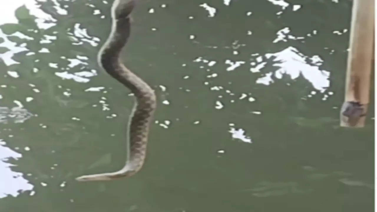 Snake Video