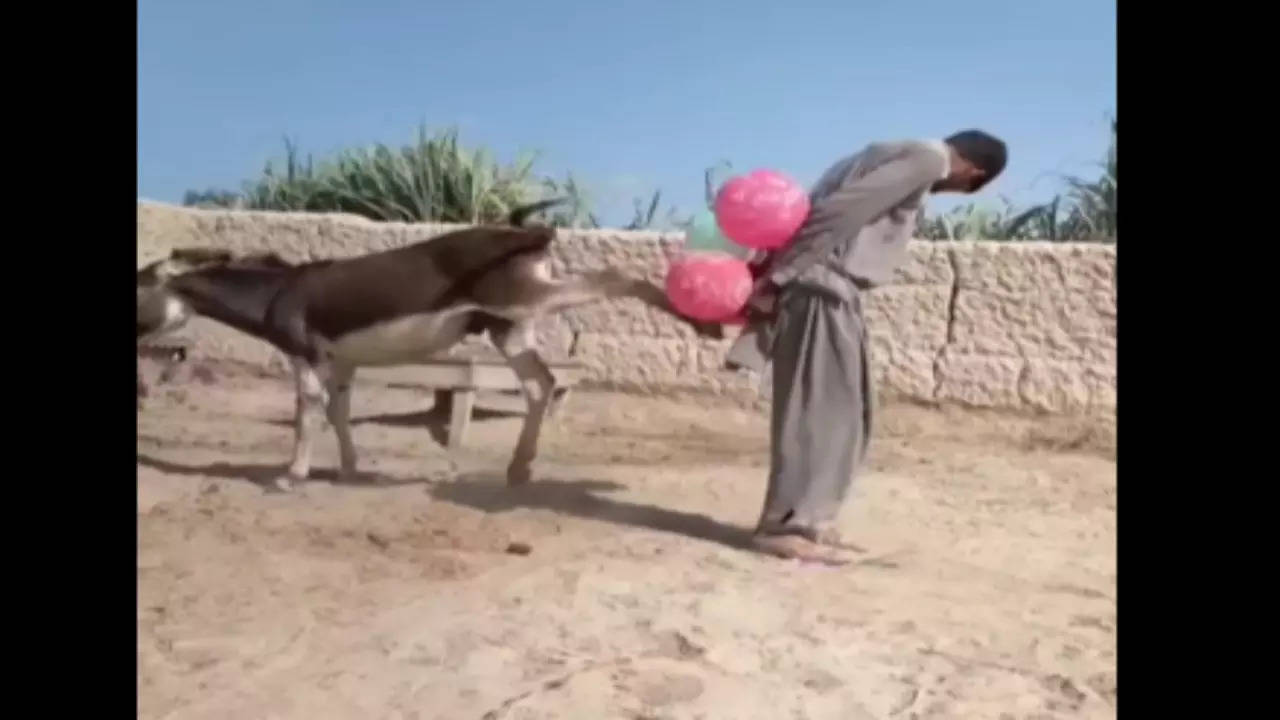 Donkey Viral Video