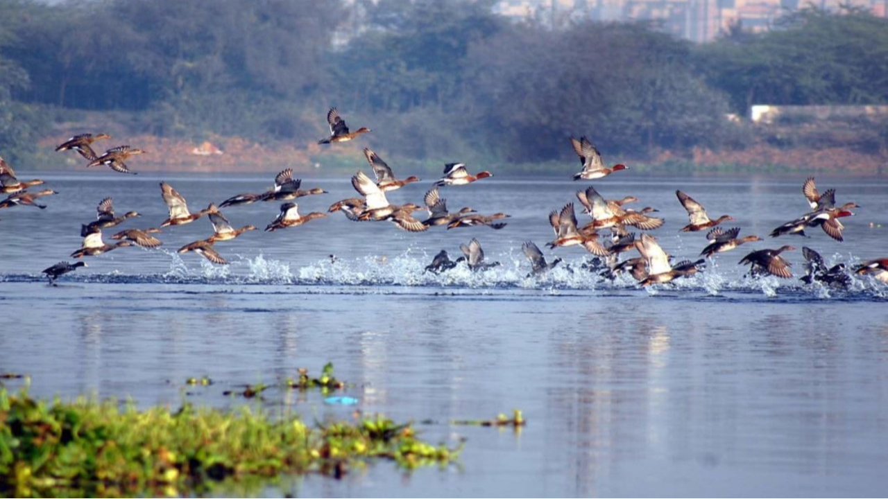 Okhla Bird Sanctuary