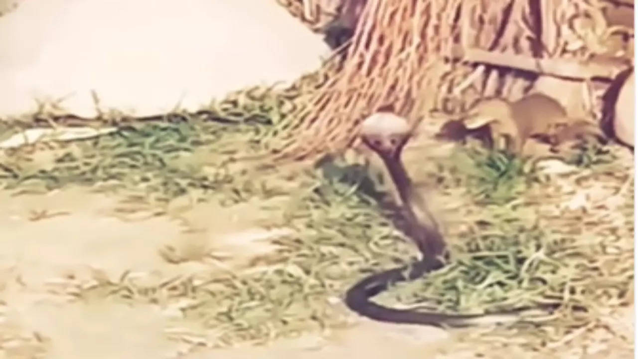 Snake Nevla Fight Video