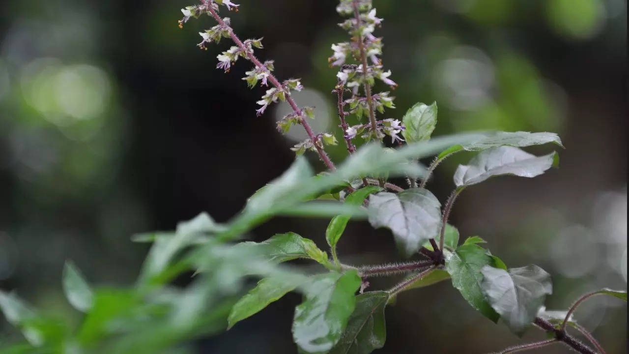 Tulsi Leaves benefits