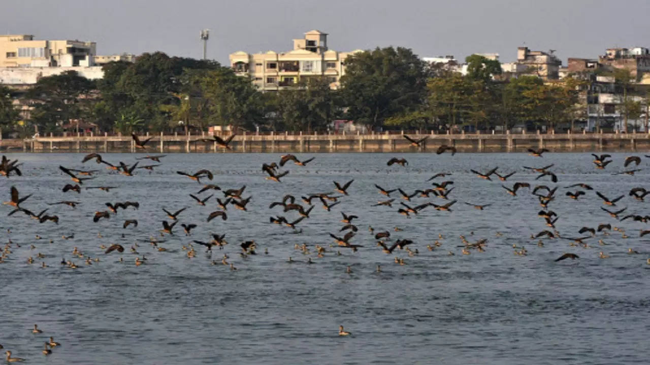 ranchi migrant bird