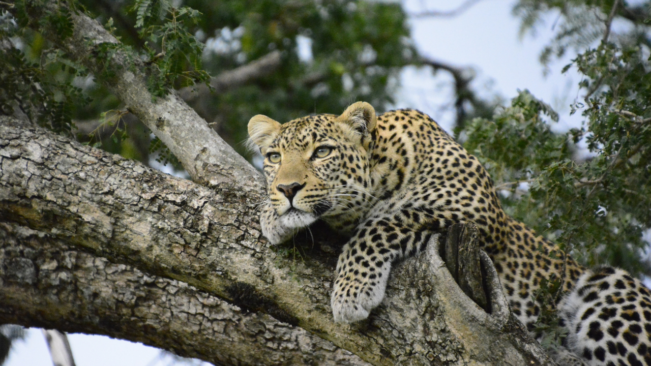 Leopard in Faridabad