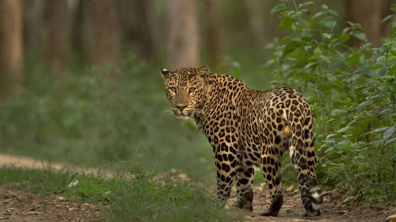 Pune Leopard