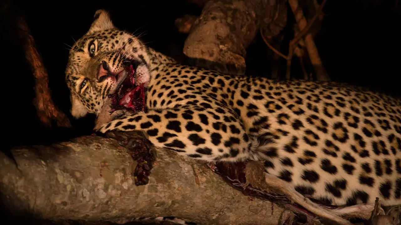 Leopard death in road accident