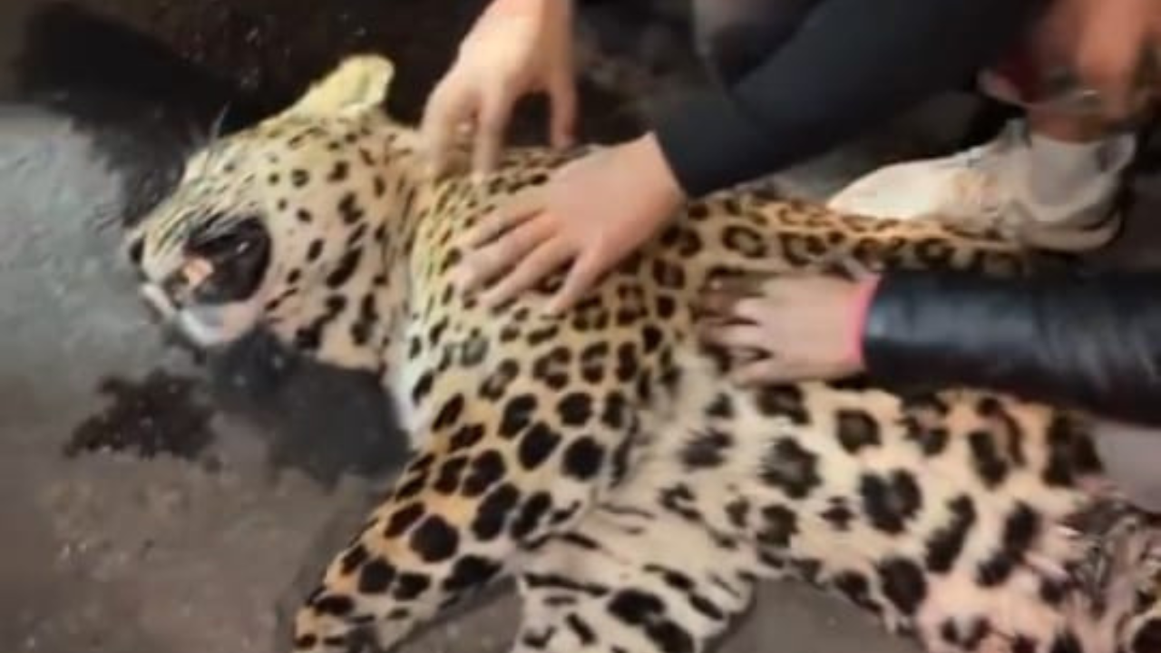 Leopard killed in road accident