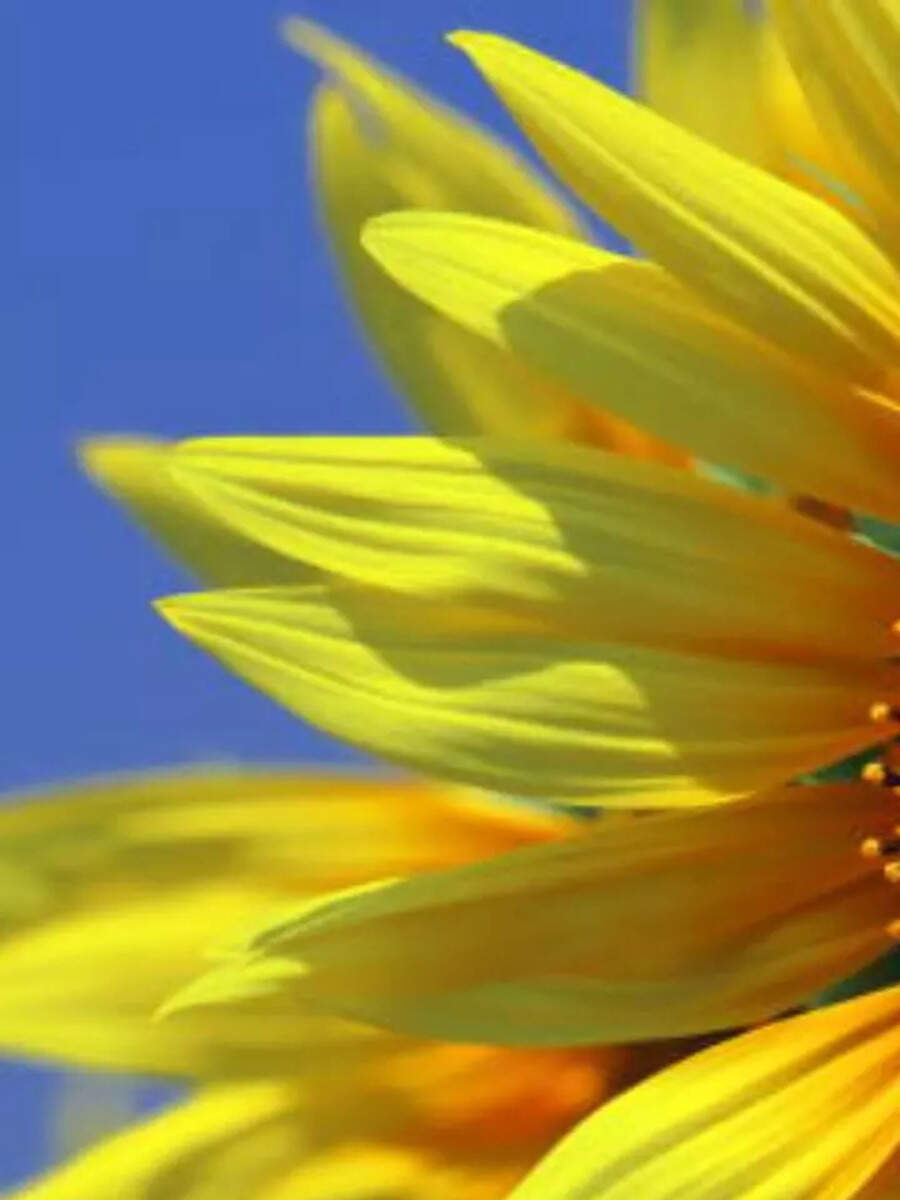 Yellow Color Health Benefits Yellow Color Healthy, Is Yellow Color