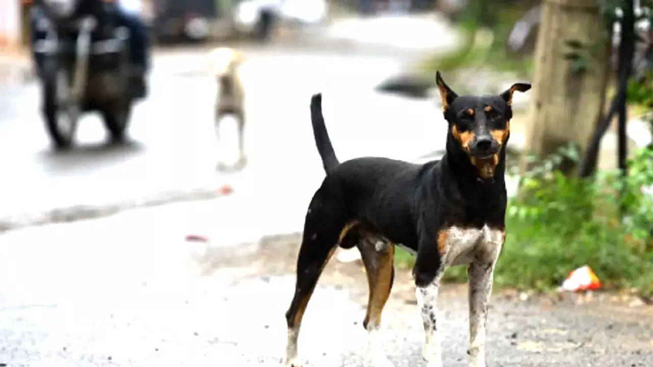 Attack on Dog