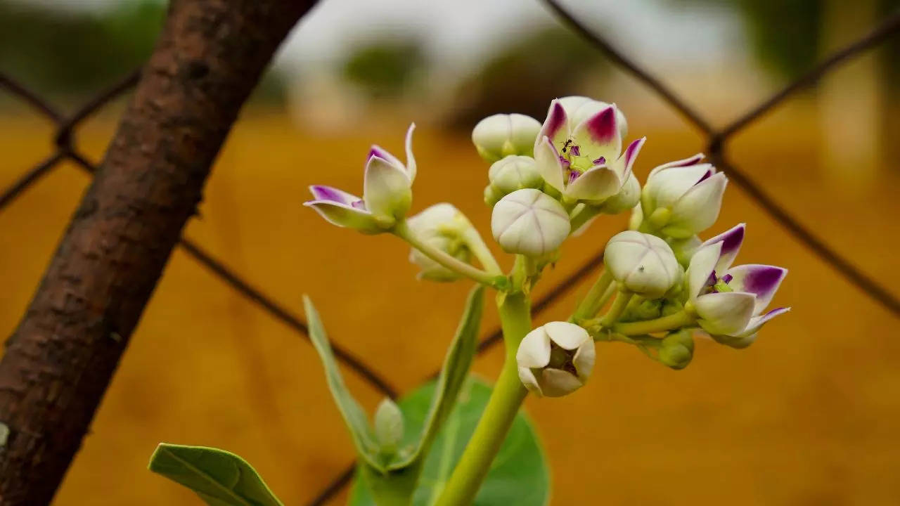 White Madar Plant Benefits