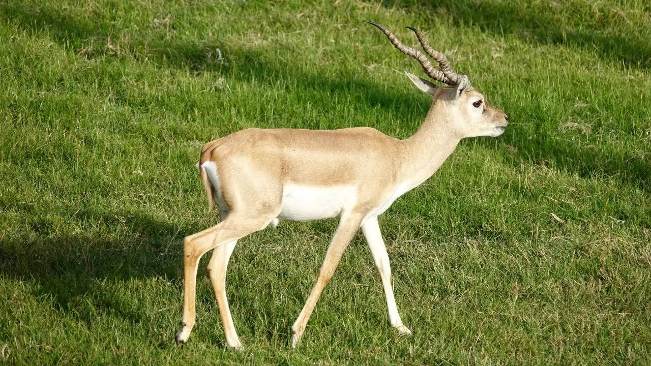 agra deer