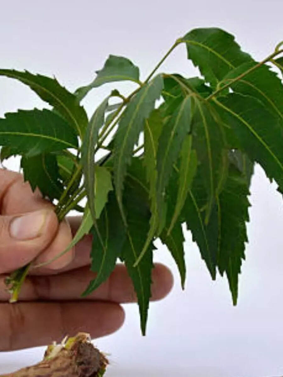 Neem Leaves Benefits Neem Leaves Khane Ke Fayde Neem Leaves Benefits