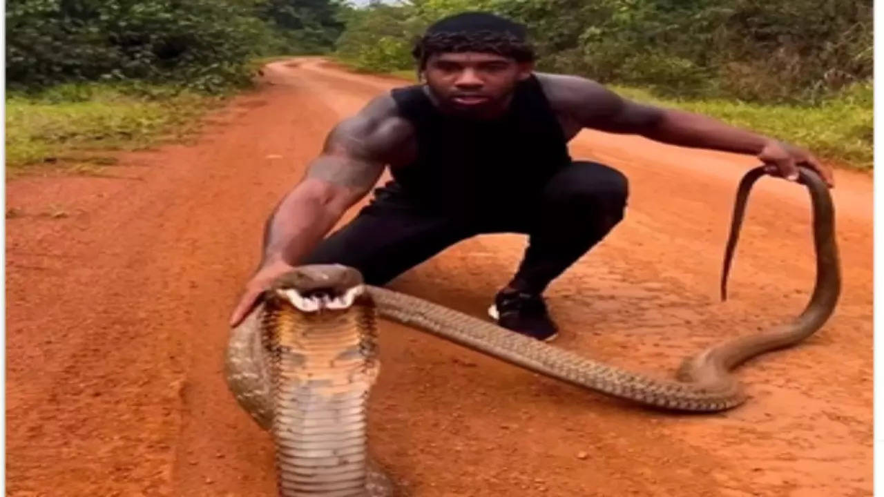 King Cobra