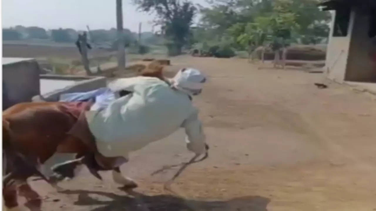 Donkey Viral Video