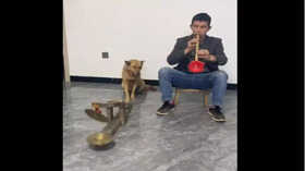 Viral Video -