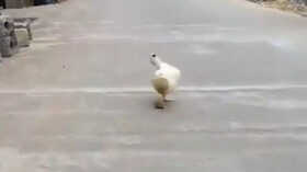 Viral Video -
