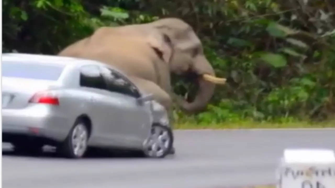 Elephant Viral video