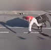Bull Attack Video