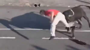 Bull Attack Video