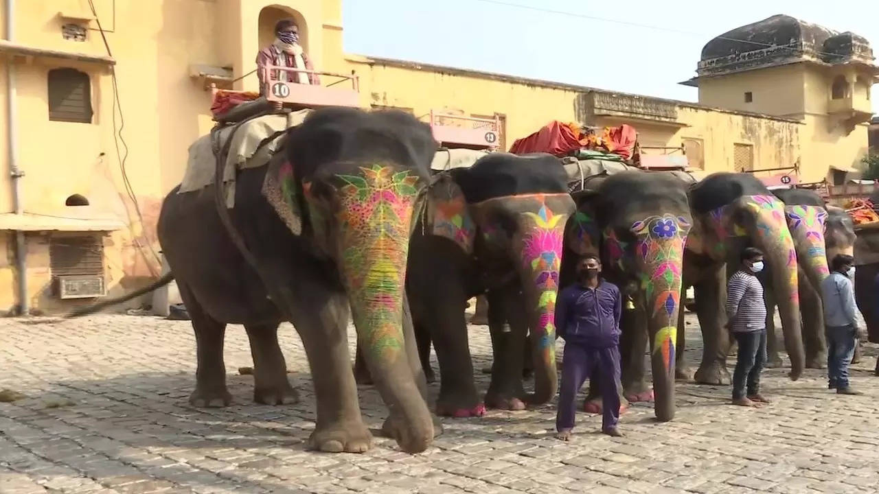 Elephant Village Jaipur