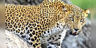 Ghaziabad Leopard VIDEO