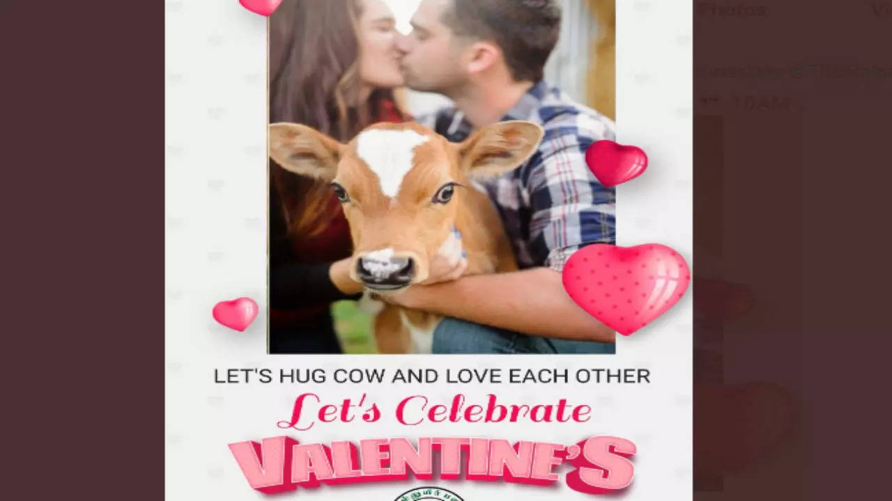 Cow Hug day