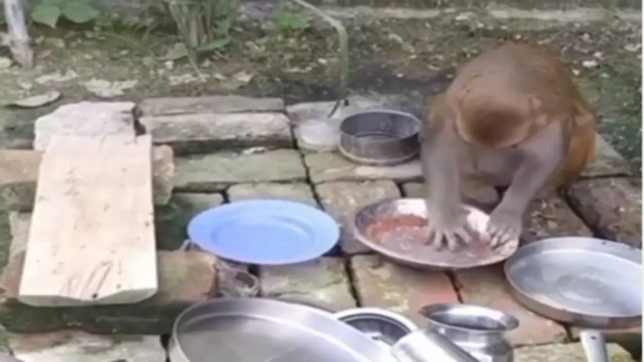 Monkey Viral Video