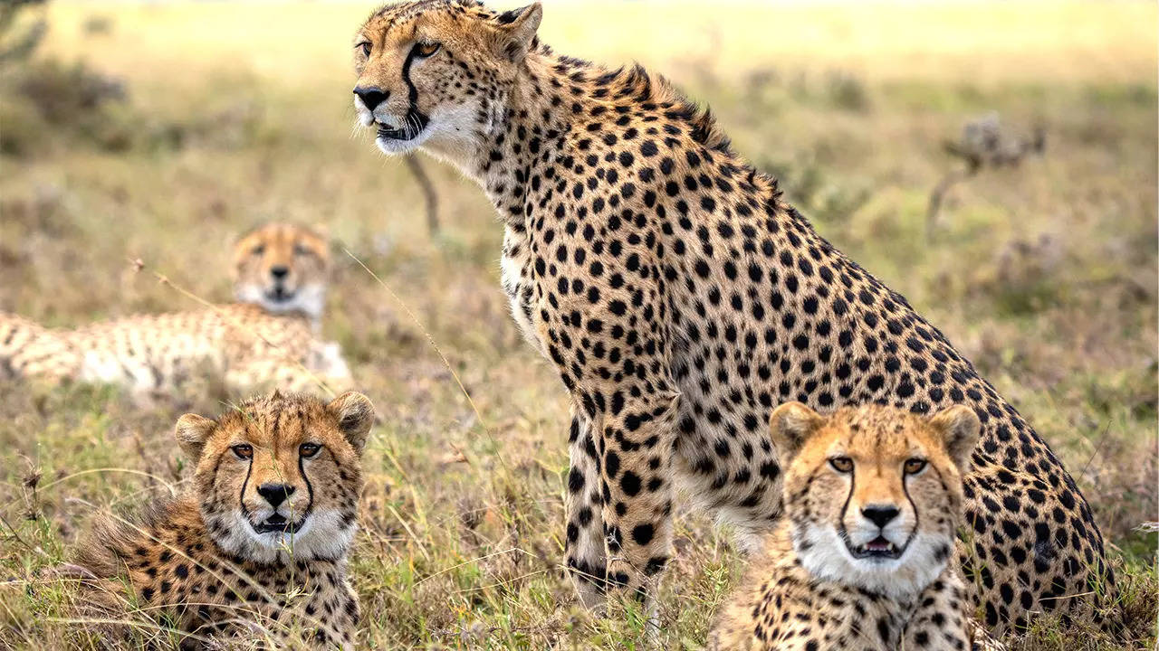 cheetahs in Kuno National Park