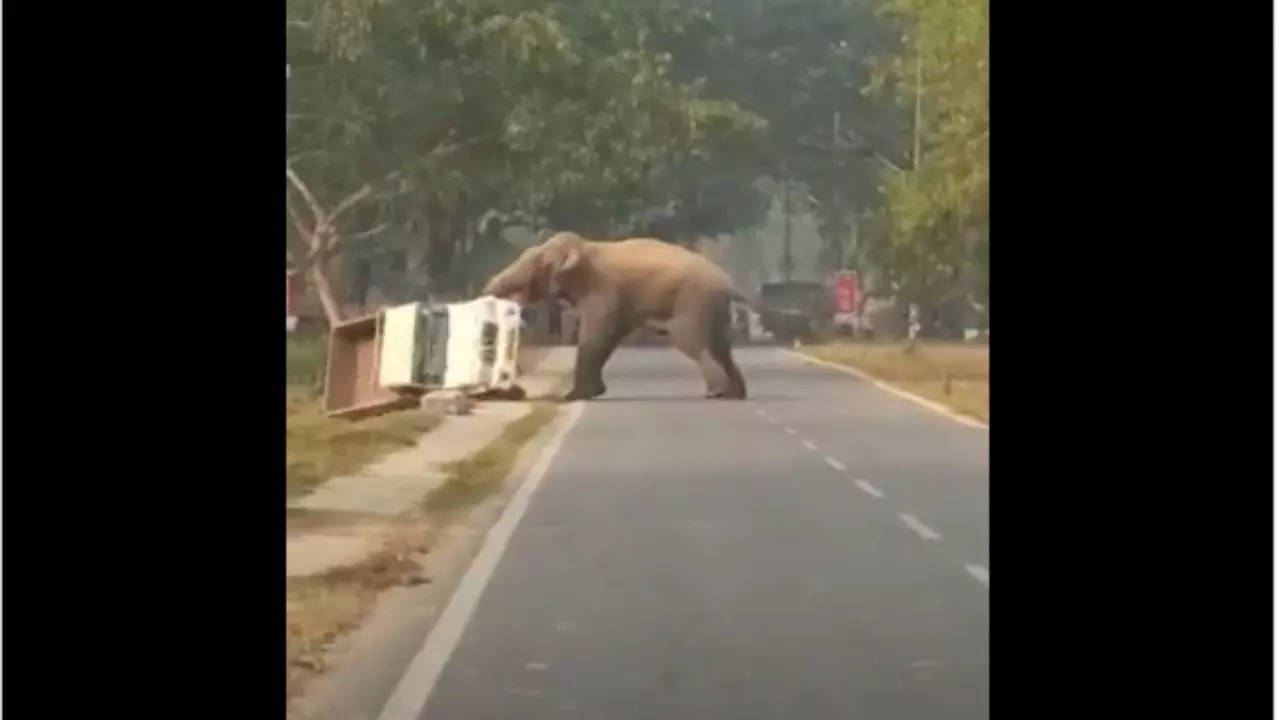 Elephant Video