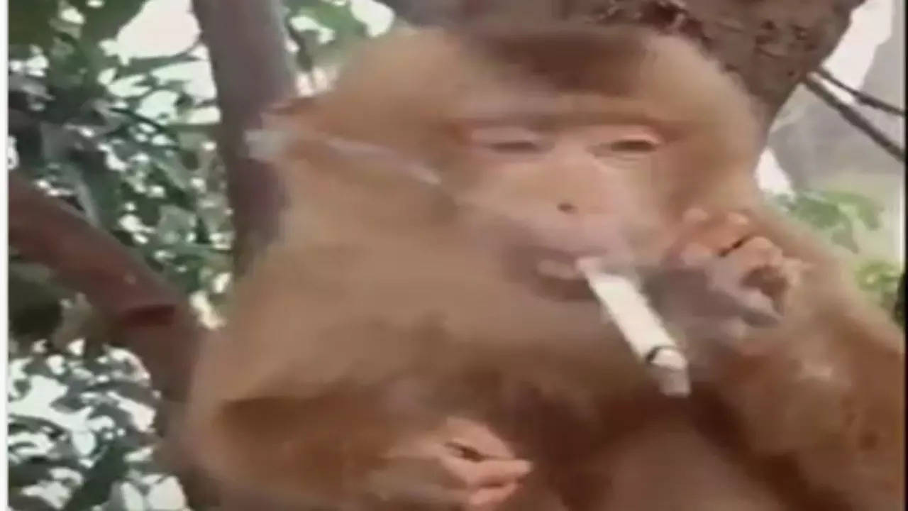 Monkey Viral Video