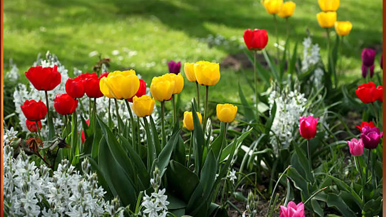 Amrit Udyan में नहीं मिल रही एंट्री तो Tulip Festival में देखें फूलों की खूबसूरती, जानें कब और कैसे पहुंच सकते हैं आप