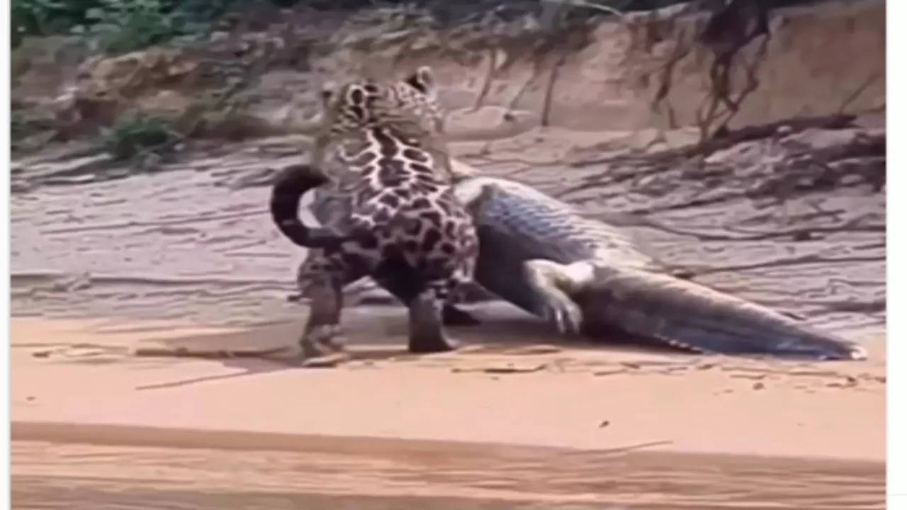 Leopard Crocodile Video