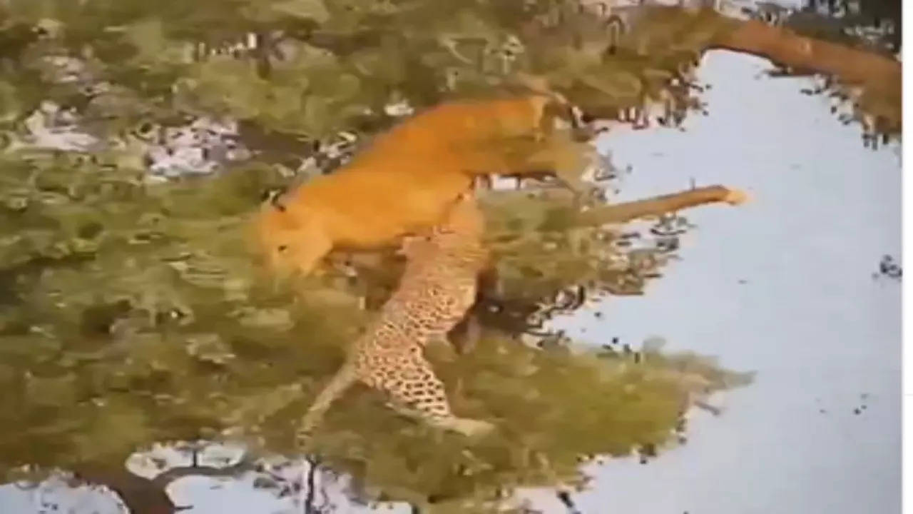 Lion Leopard Video