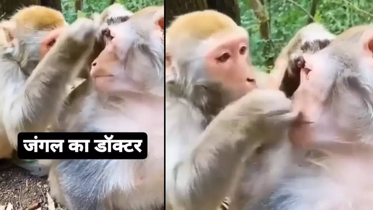 Monkey Video