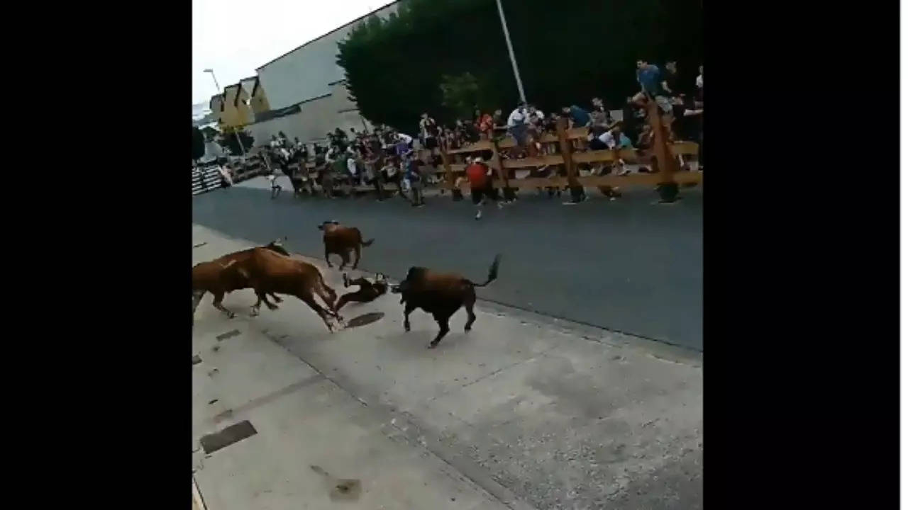 Bull Attack Video