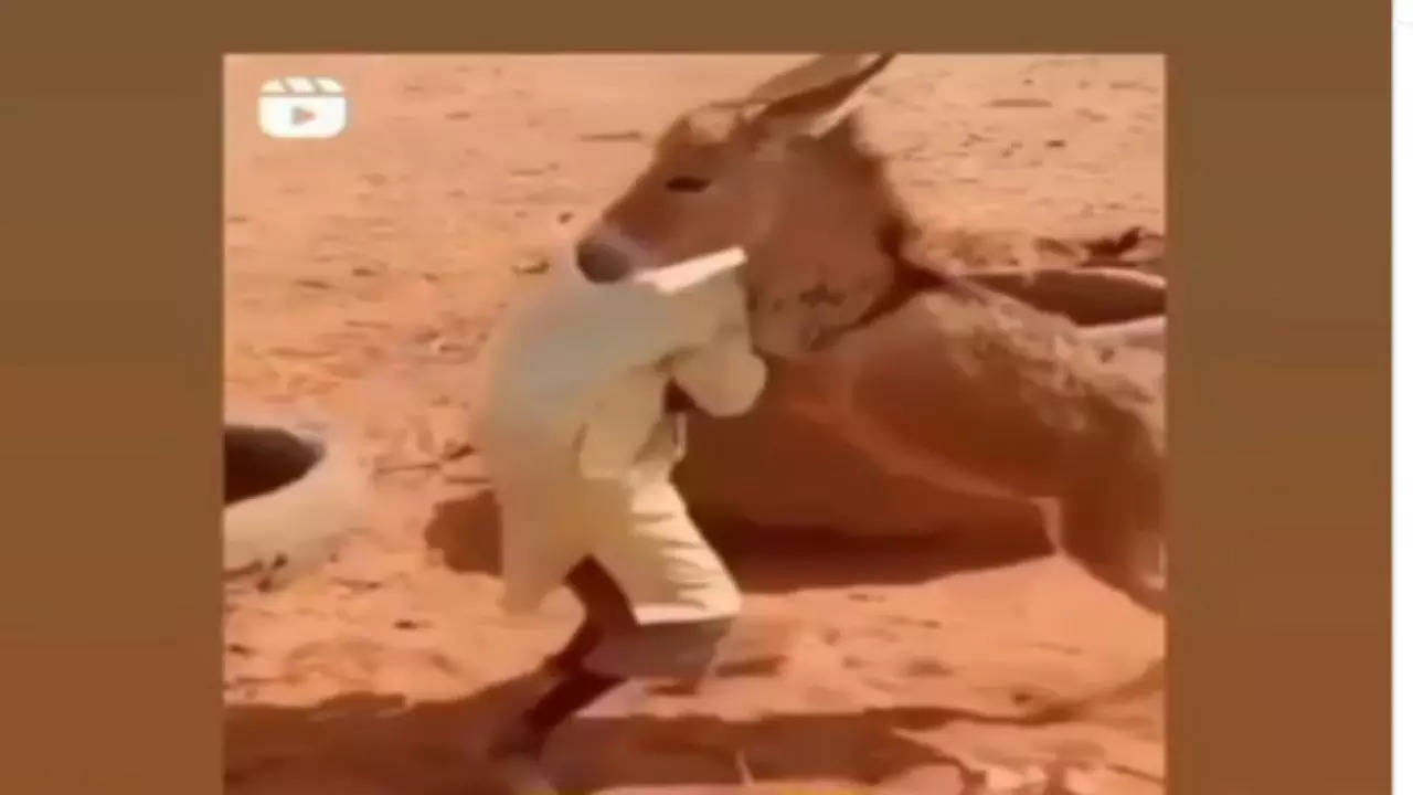 Donkey Video