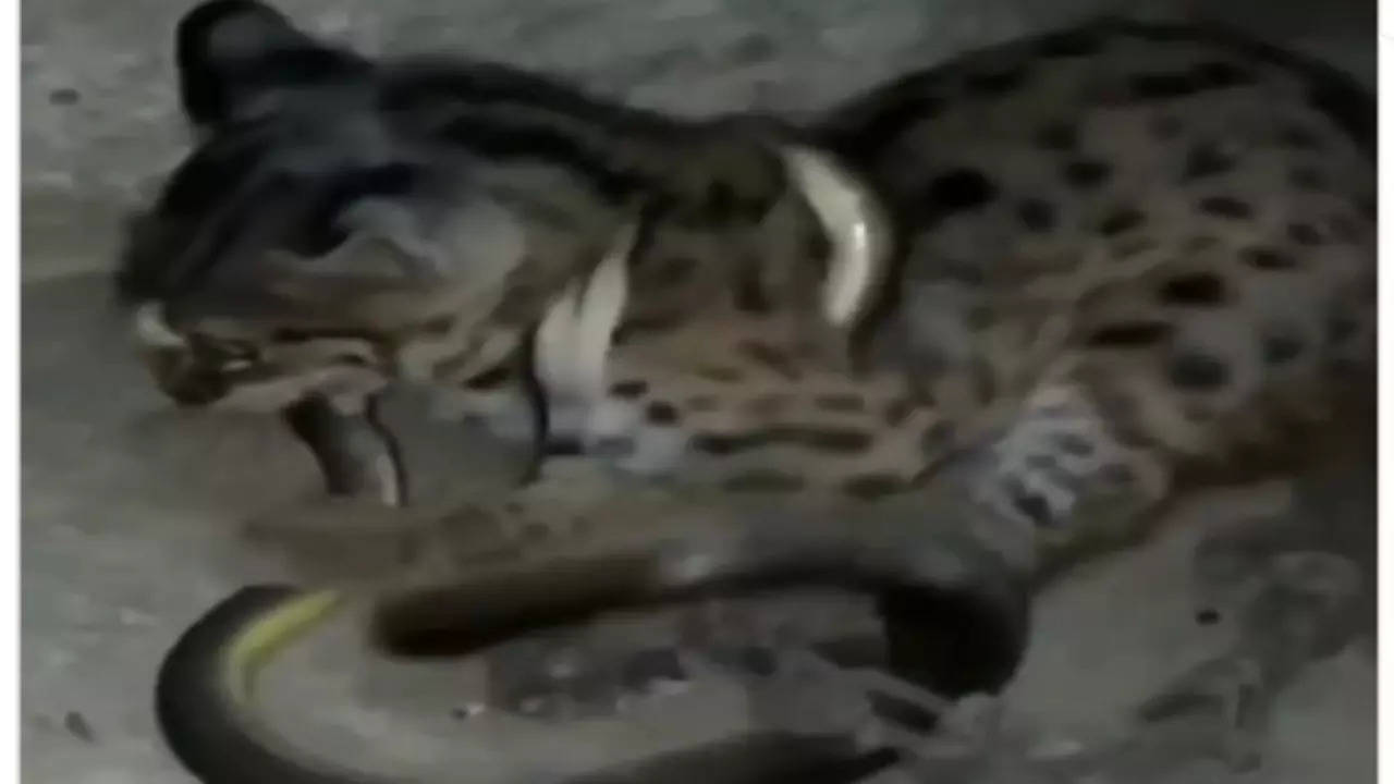 Cat Snake Video