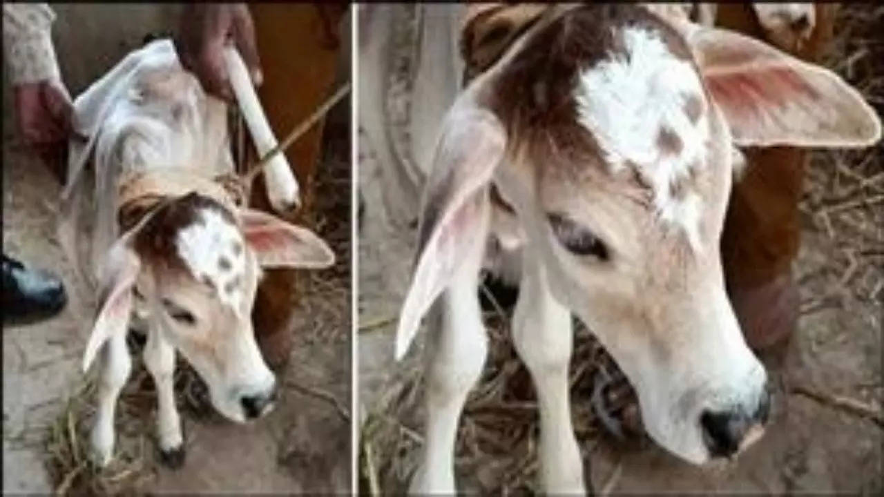 Calf Born With Six Legs